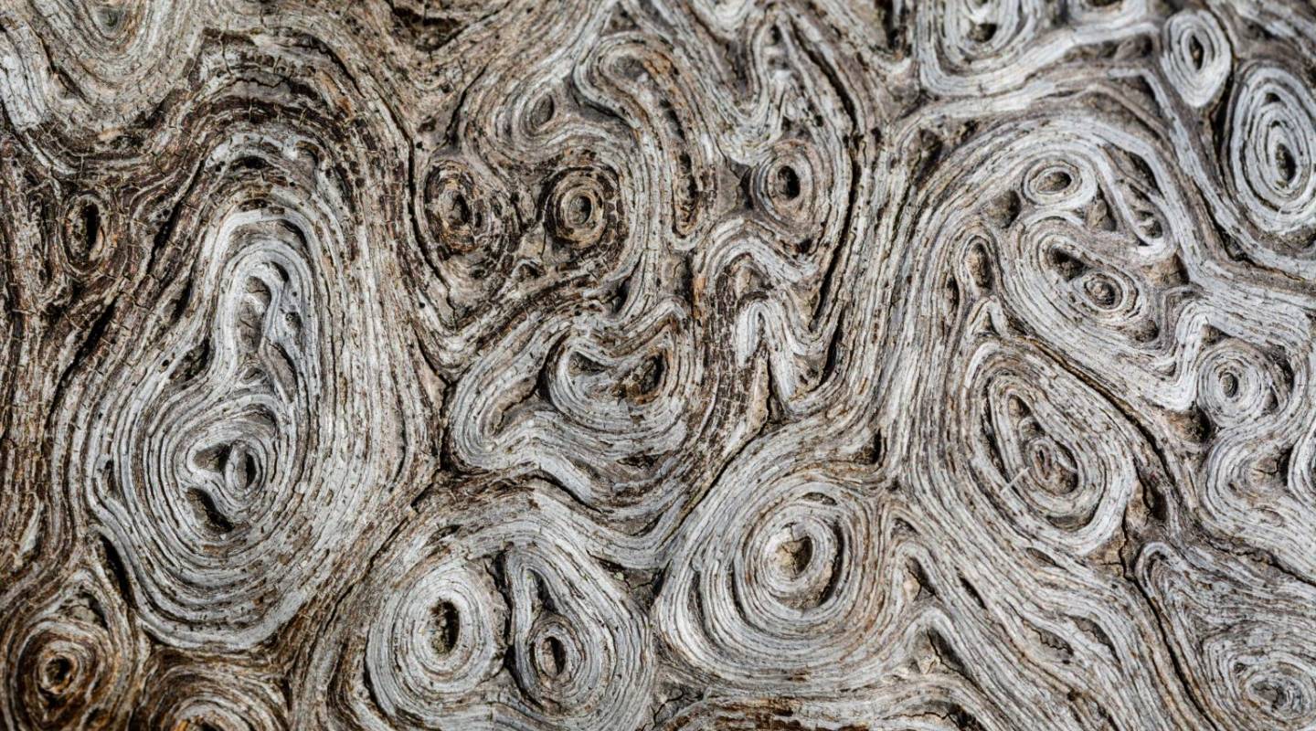 structure_macro_wood_d71_0710_free_image_1536x1024.jpg