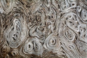 structure_macro_wood_d71_0710_free_image_1536x1024.jpg